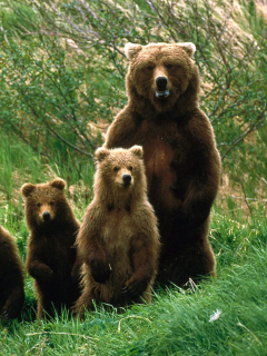Bears Family screenshot #1 240x320