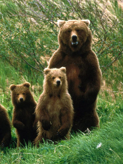 Screenshot №1 pro téma Bears Family 240x320