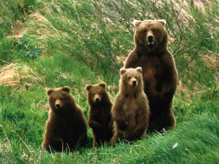 Bears Family wallpaper 320x240