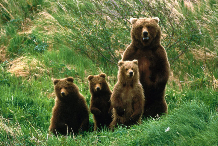 Обои Bears Family
