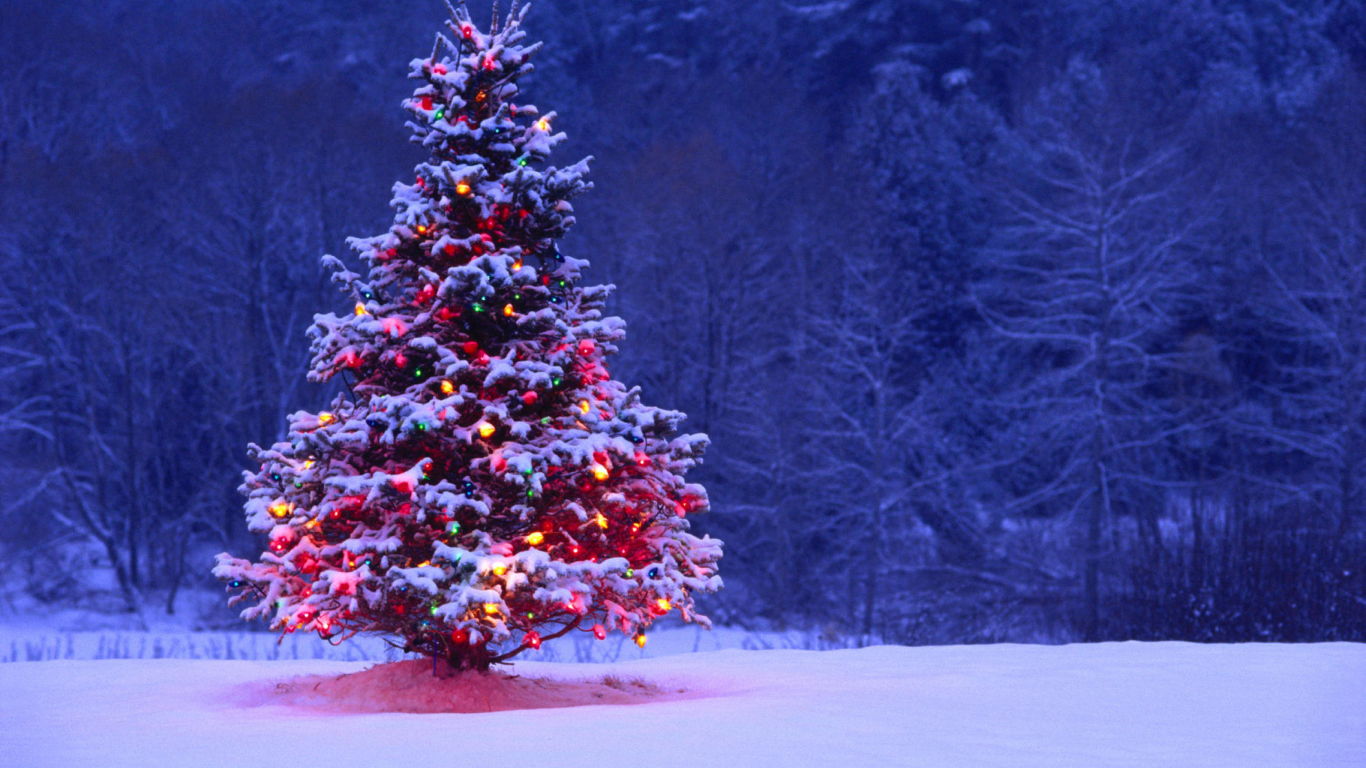 Sfondi Illumninated Christmas Tree 1366x768