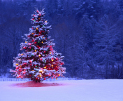 Обои Illumninated Christmas Tree 176x144