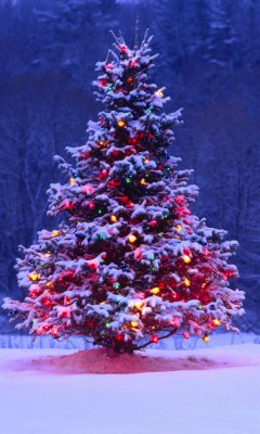 Fondo de pantalla Illumninated Christmas Tree 240x400