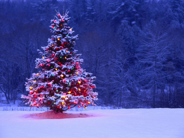 Обои Illumninated Christmas Tree 640x480
