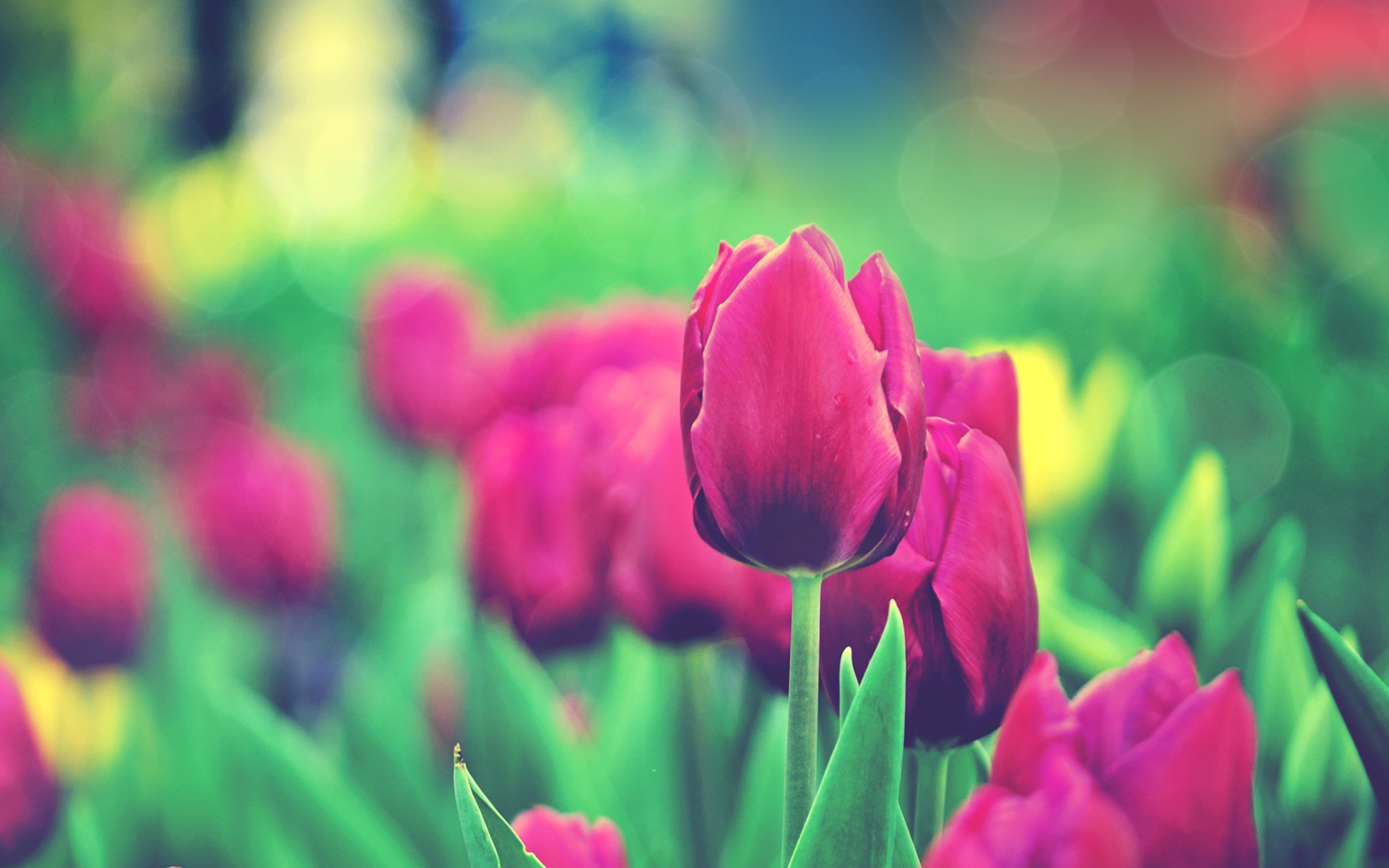 Fondo de pantalla Bright Pink Tulips In Garden 1920x1200