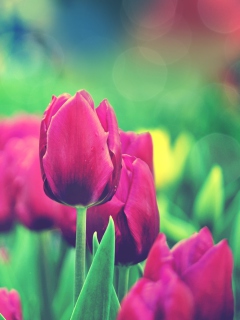 Screenshot №1 pro téma Bright Pink Tulips In Garden 240x320