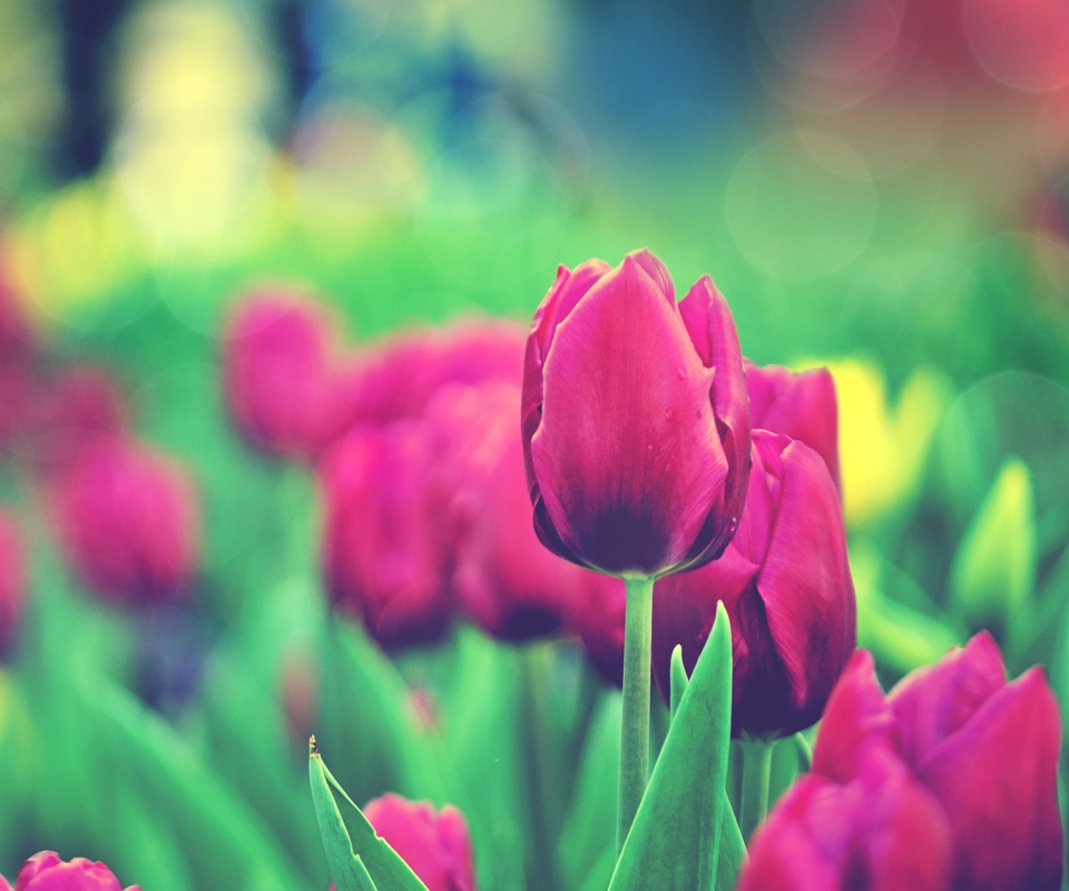 Das Bright Pink Tulips In Garden Wallpaper 960x800