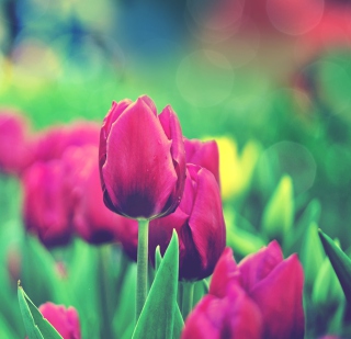 Kostenloses Bright Pink Tulips In Garden Wallpaper für 128x128