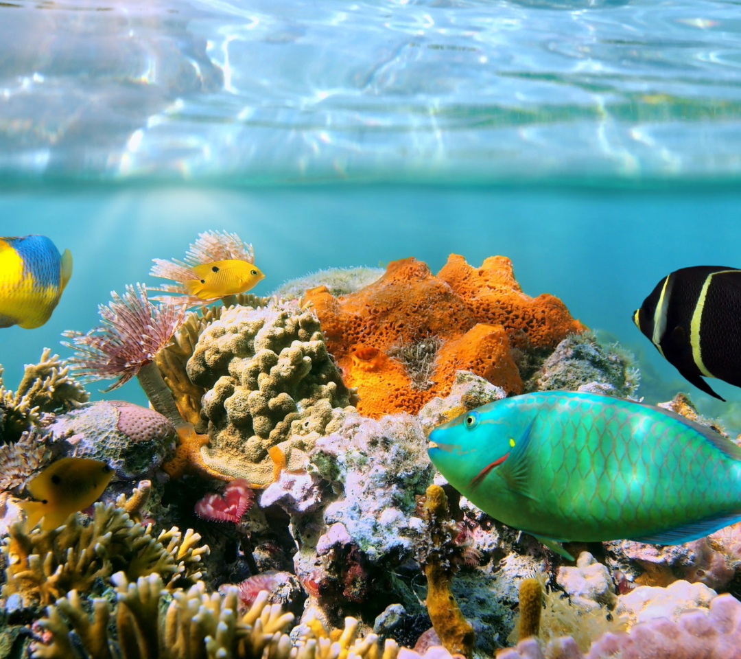 Screenshot №1 pro téma Coral Reef 1080x960
