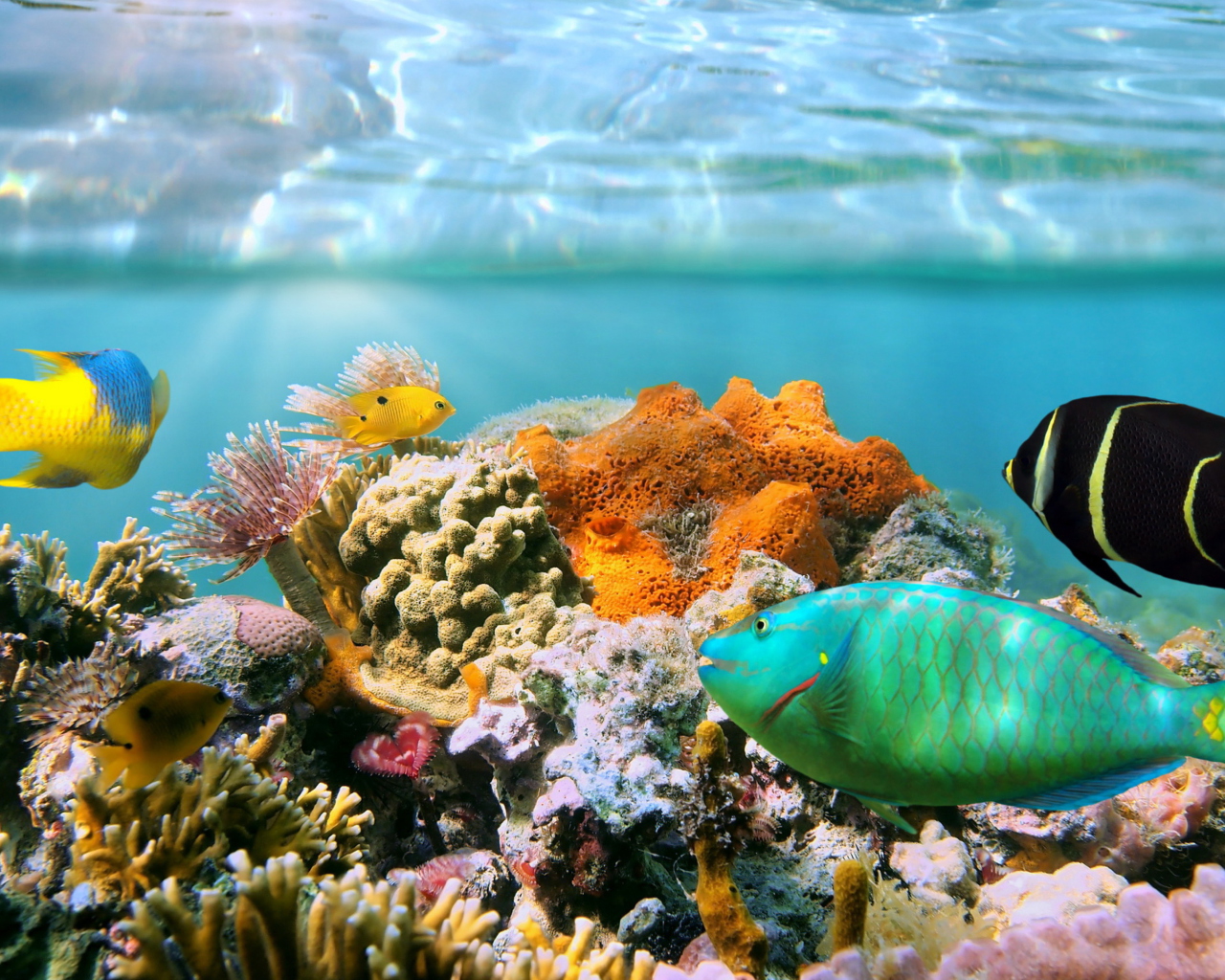 Fondo de pantalla Coral Reef 1280x1024