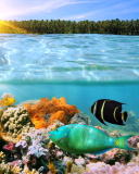 Fondo de pantalla Coral Reef 128x160