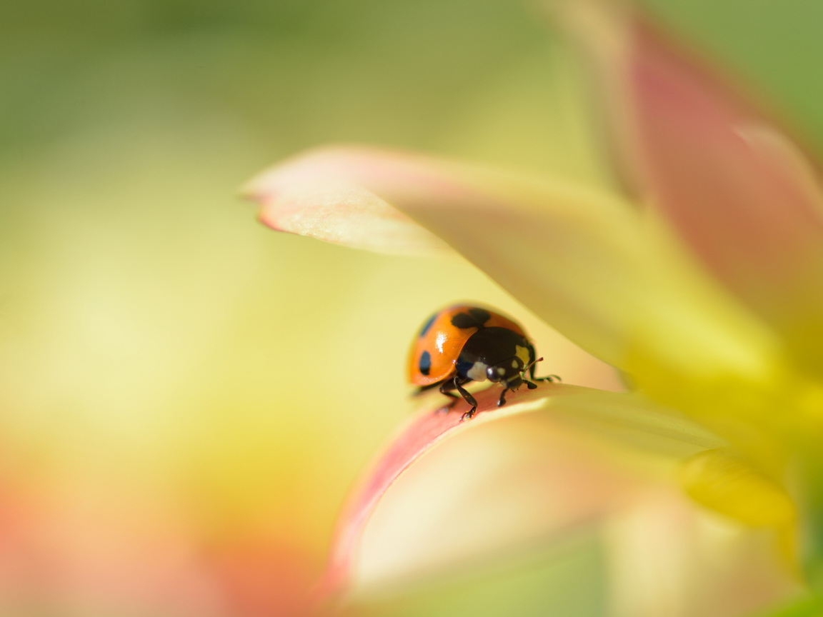 Fondo de pantalla Orange Ladybug On Soft Green Leaves 1152x864
