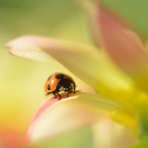 Обои Orange Ladybug On Soft Green Leaves 208x208