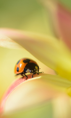 Orange Ladybug On Soft Green Leaves screenshot #1 240x400