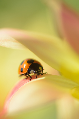 Обои Orange Ladybug On Soft Green Leaves 320x480