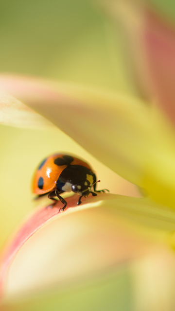 Обои Orange Ladybug On Soft Green Leaves 360x640