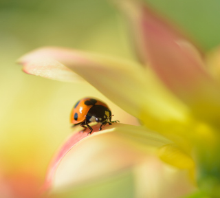 Orange Ladybug On Soft Green Leaves - Fondos de pantalla gratis para 128x128