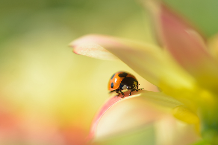 Fondo de pantalla Orange Ladybug On Soft Green Leaves