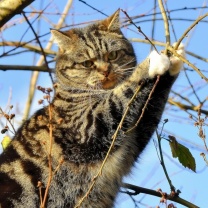 Cat on Tree wallpaper 208x208