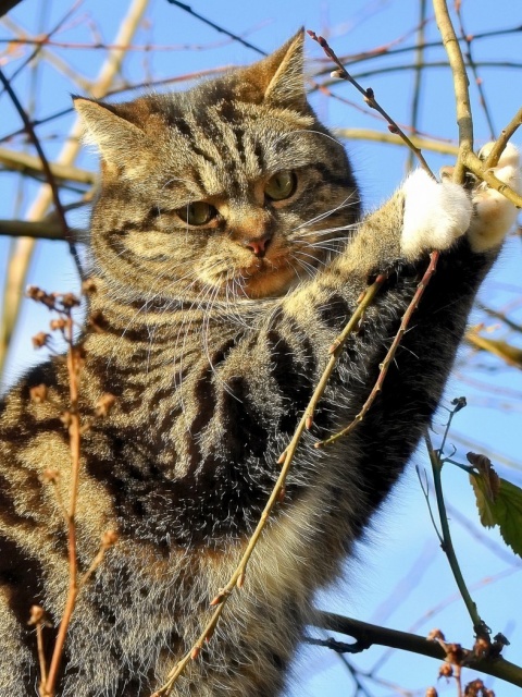 Cat on Tree screenshot #1 480x640