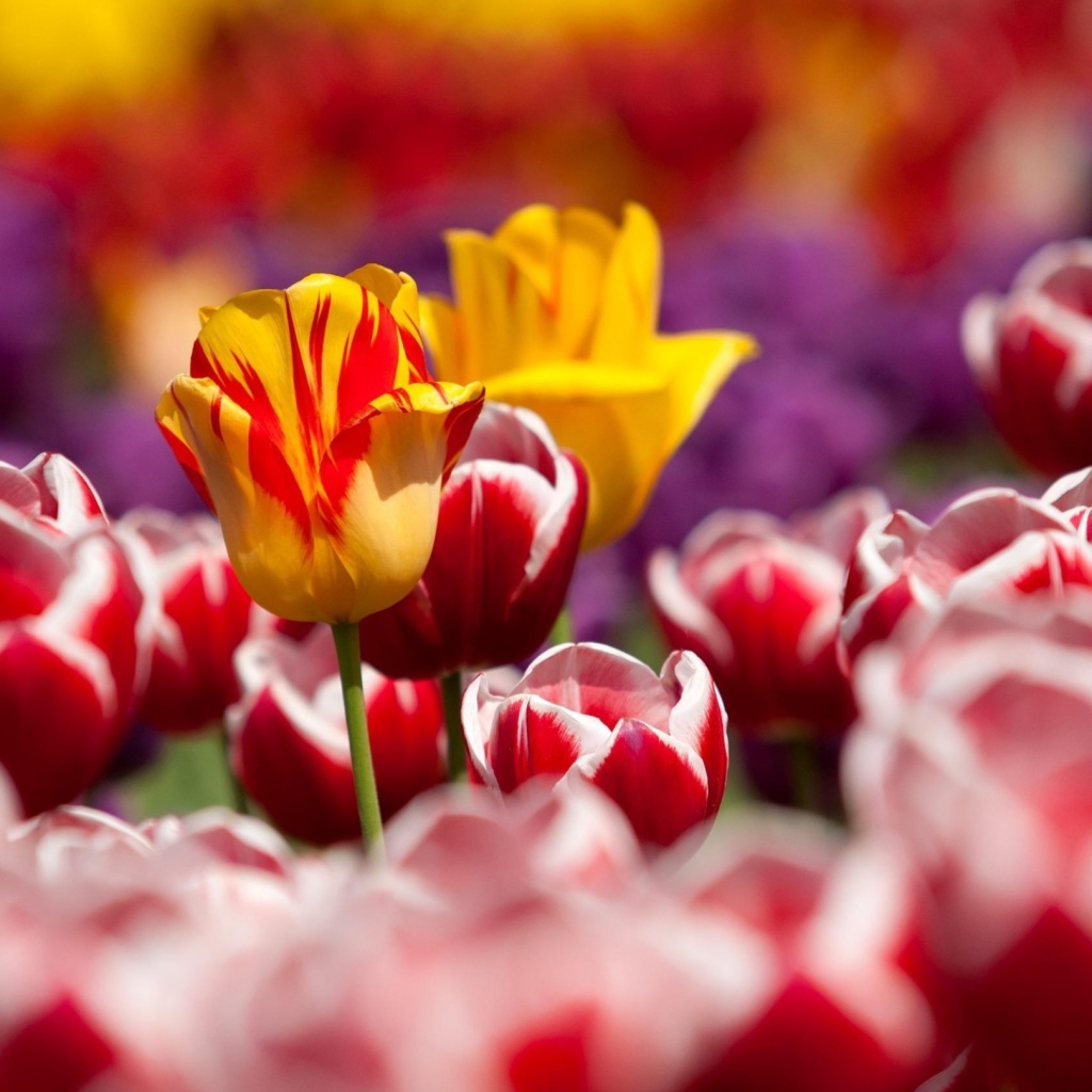 Обои Tulips Field Canada Butchart Gardens 1024x1024