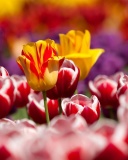 Screenshot №1 pro téma Tulips Field Canada Butchart Gardens 128x160