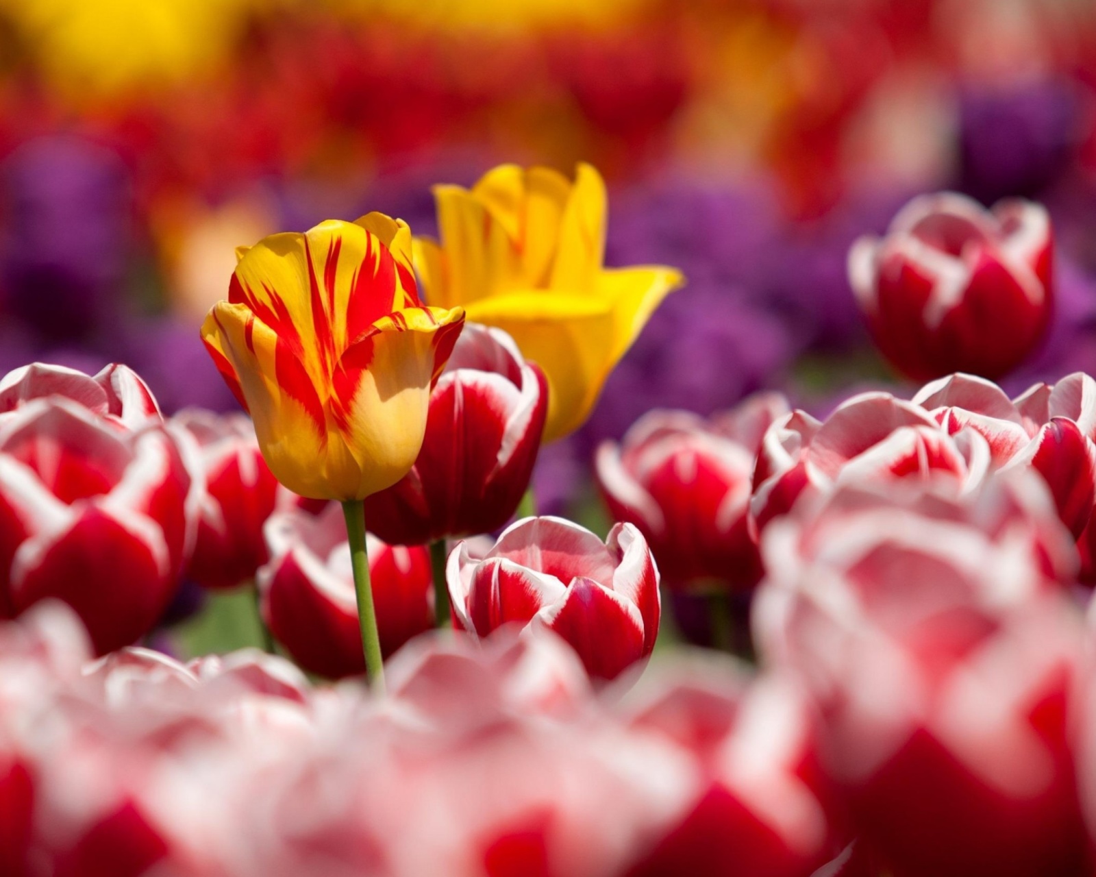 Обои Tulips Field Canada Butchart Gardens 1600x1280