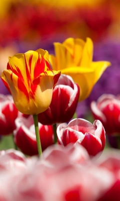 Fondo de pantalla Tulips Field Canada Butchart Gardens 240x400