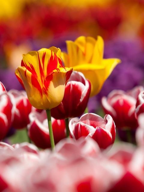 Tulips Field Canada Butchart Gardens screenshot #1 480x640