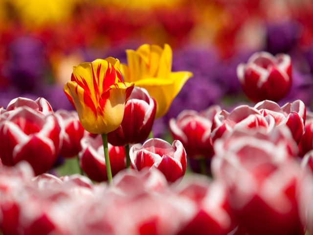 Fondo de pantalla Tulips Field Canada Butchart Gardens 640x480