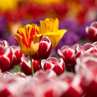 Tulips Field Canada Butchart Gardens sfondi gratuiti per 208x208
