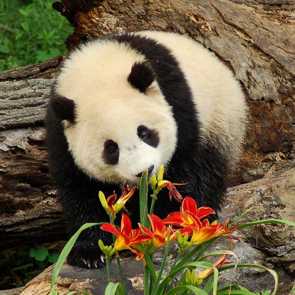 Fondo de pantalla Panda Smelling Flowers 1024x1024