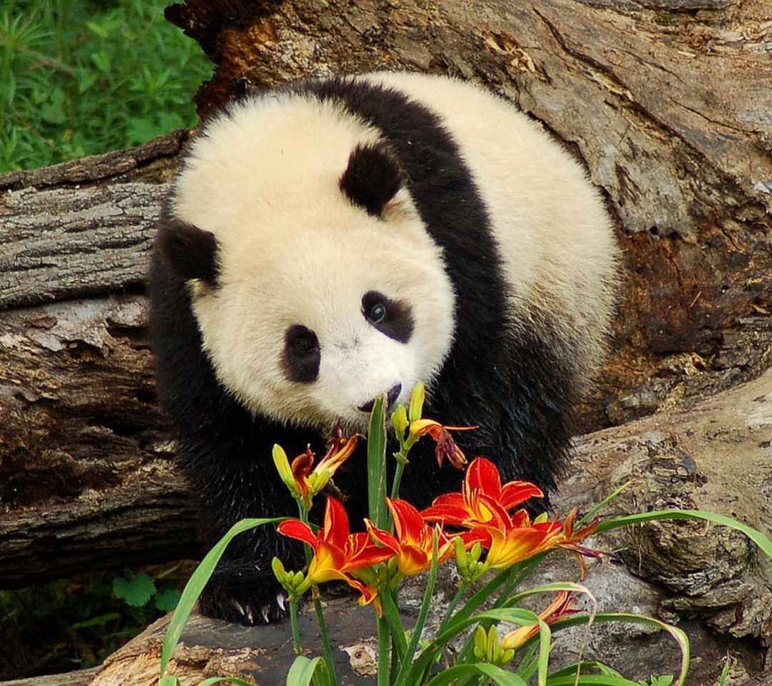 Fondo de pantalla Panda Smelling Flowers 1080x960