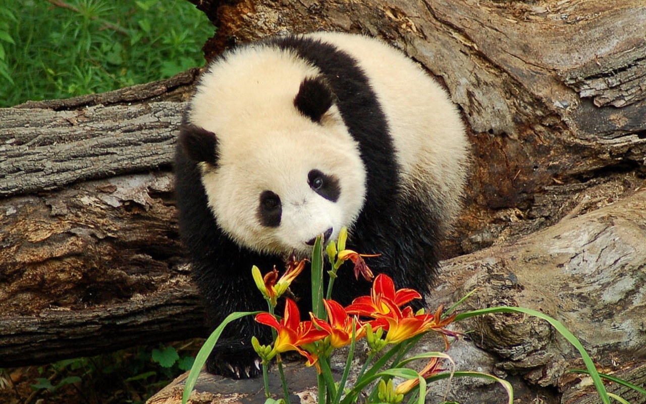 Panda Smelling Flowers wallpaper 1280x800
