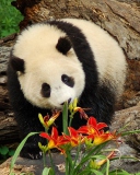 Panda Smelling Flowers wallpaper 128x160