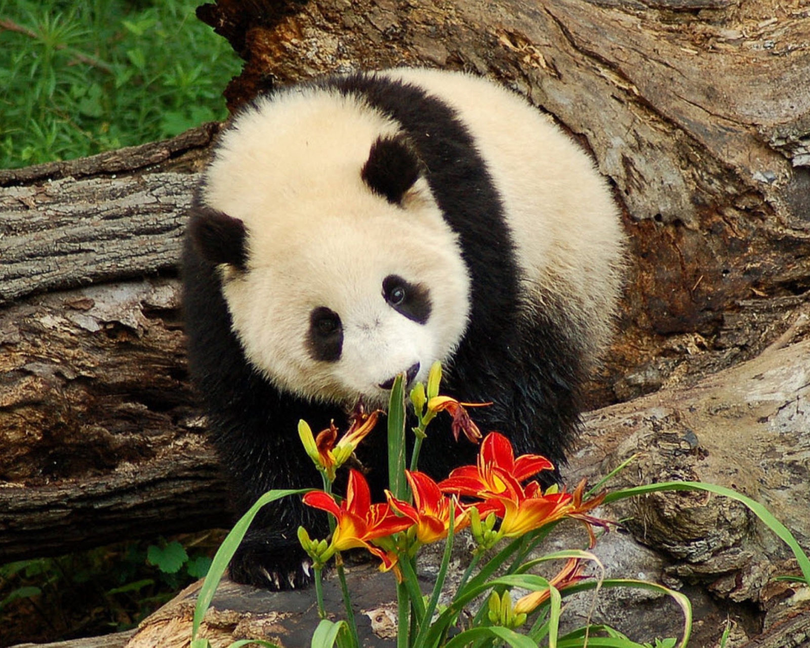 Das Panda Smelling Flowers Wallpaper 1600x1280