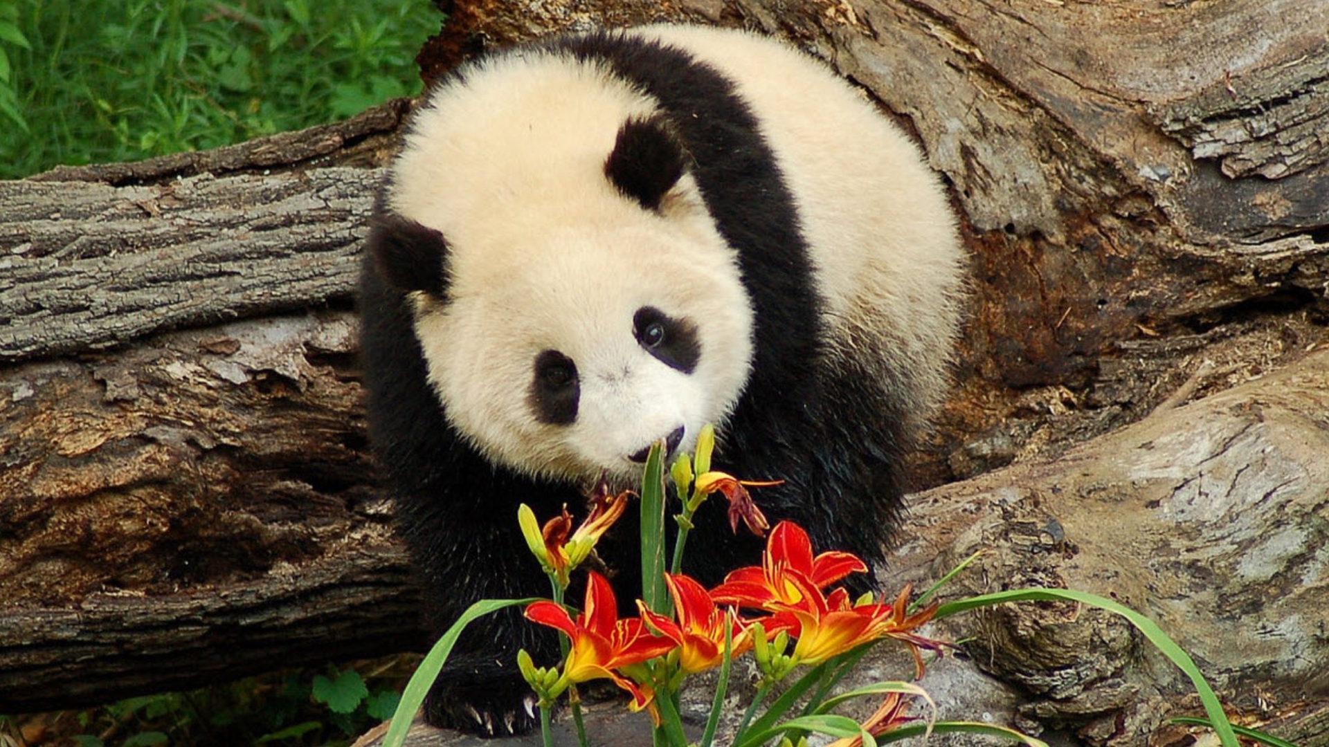 Обои Panda Smelling Flowers 1920x1080