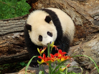 Das Panda Smelling Flowers Wallpaper 320x240