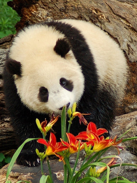 Fondo de pantalla Panda Smelling Flowers 480x640
