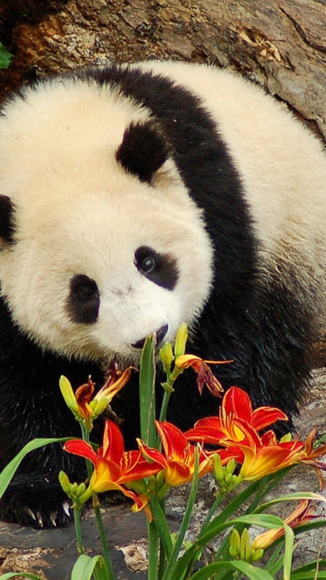 Das Panda Smelling Flowers Wallpaper 640x1136