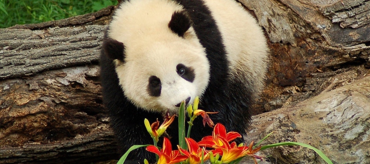 Screenshot №1 pro téma Panda Smelling Flowers 720x320