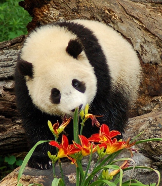 Kostenloses Panda Smelling Flowers Wallpaper für Nokia Asha 300