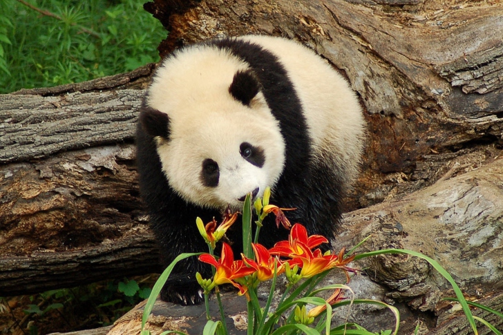 Обои Panda Smelling Flowers