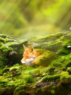 Das Sleeping Fox Wallpaper 240x320