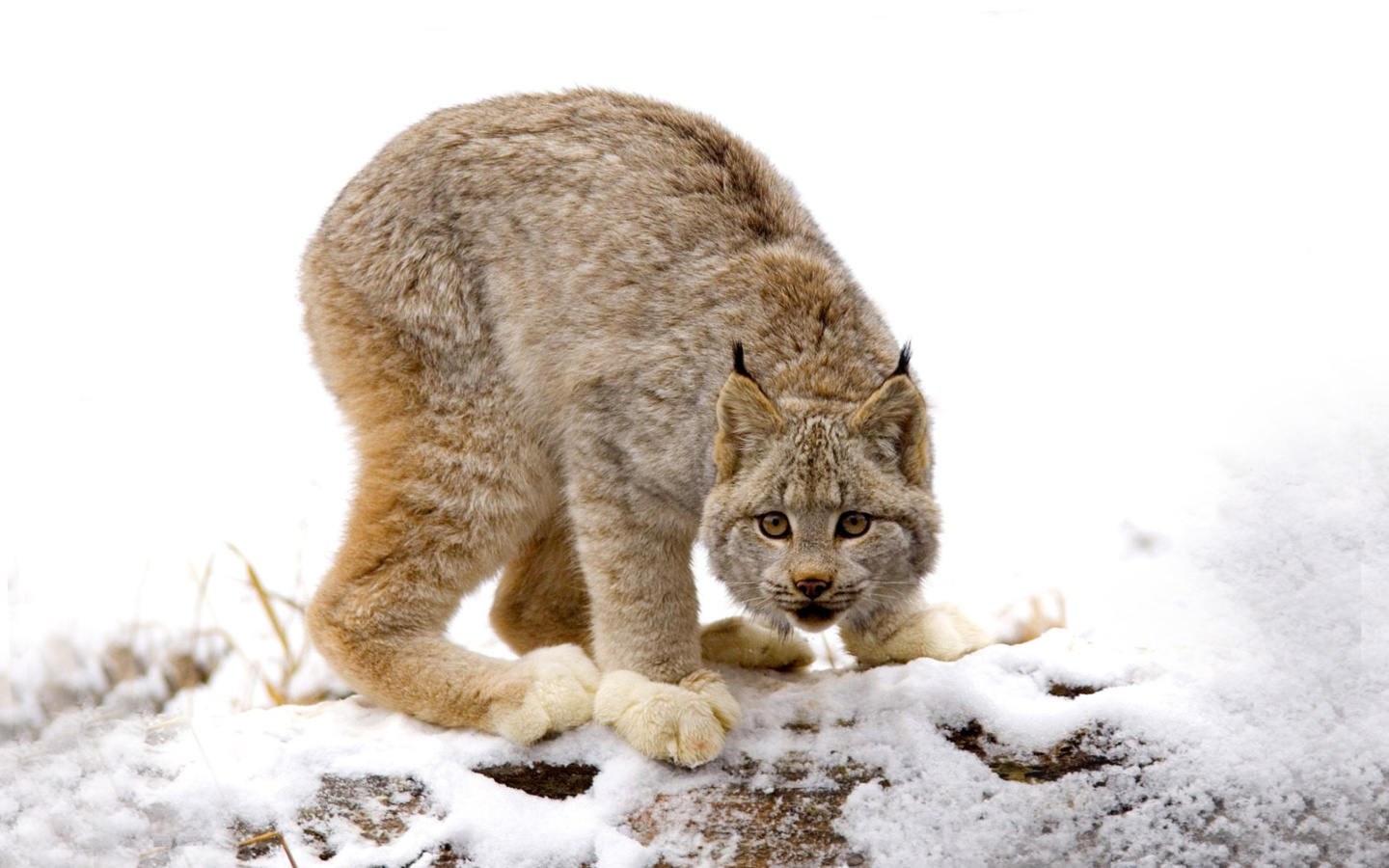 Fondo de pantalla Wild Lynx in Forest 1440x900
