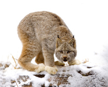 Fondo de pantalla Wild Lynx in Forest 220x176