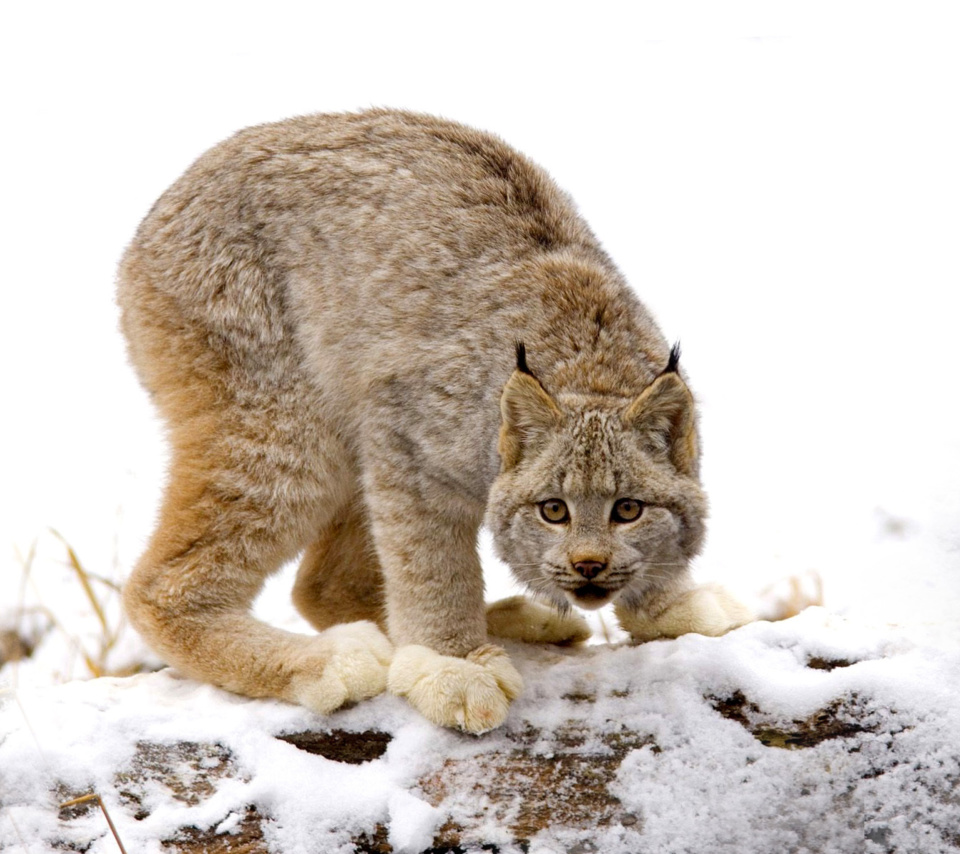 Sfondi Wild Lynx in Forest 960x854