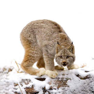 Wild Lynx in Forest - Obrázkek zdarma pro 128x128