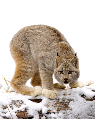 Wild Lynx in Forest - Obrázkek zdarma pro Nokia Asha 309