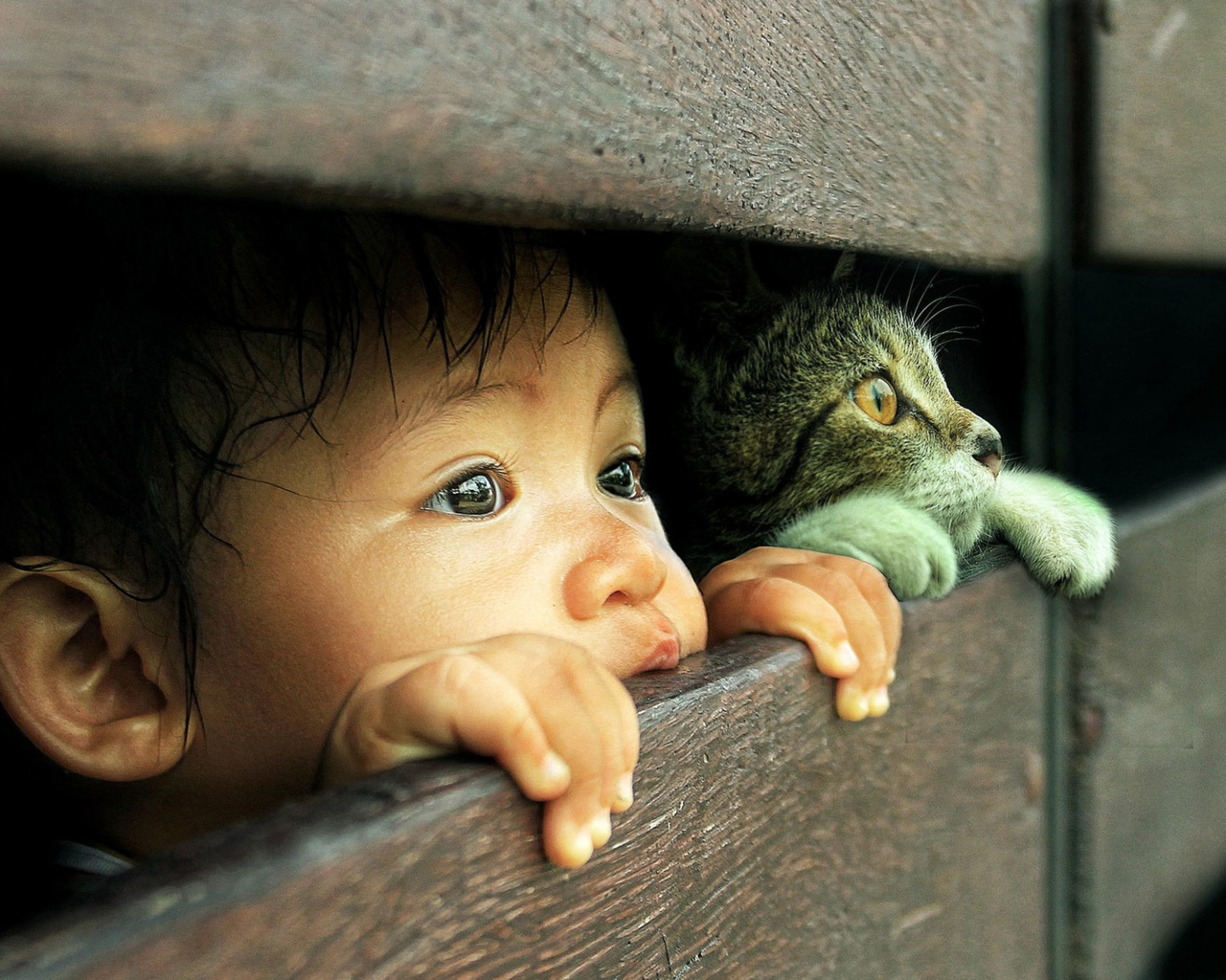 Обои Kid and Cat 1280x1024